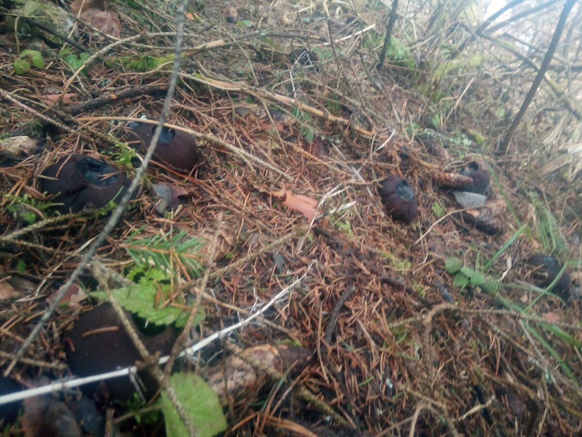 Саркосомы шаровидные. Фото 7 марта 2020 г.