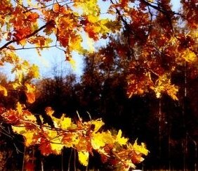 Осень. Тоже красивая пора. 