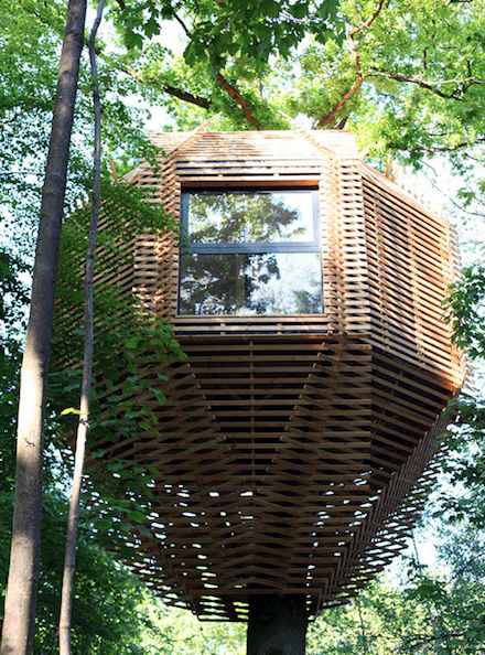 Из дома на дереве паарман Малана Форстера открывается панорамный вид на лес 