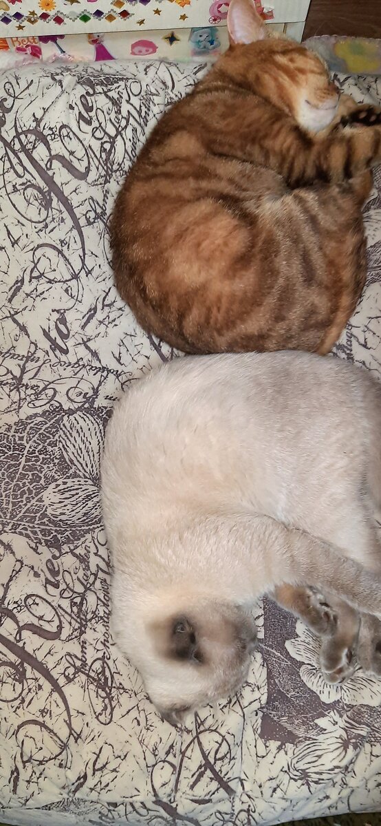 Вместе спят Лео и Эльзик