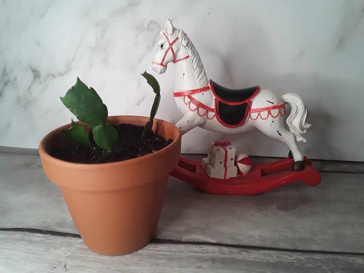 Лошадка теперь всегда будет символизировать в воспоминаниях год, в котором дочь стала самостоятельной