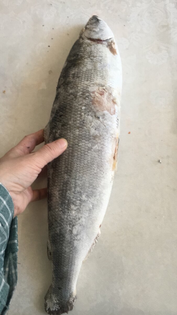 Строганина из рыбы – это нарезанная стружкой – то есть «наструганная» - замороженная рыба, которая в таком виде и подается к столу. Чтобы у блюда был вкус, к нему подают особую смесь из соли и молотого перца в пропорциях 1:1 – туда ломтики строганины макают, а затем наслаждаются вкусом рыбы.

Традиции приготовления

Приготовление строганины – это настоящее искусство, которым владеют сибиряки. Несмотря на кажущуюся простоту (порезал замороженную рыбу – и вот тебе строганина), чтобы сделать ее, нужно владеть секретами и традициями. Так, например, при оригинальном рецепте важно соблюсти несколько правил:

1.	Сибиряки никогда не размораживают рыбу так, чтобы она стала мягкой и легче резалась и чистилась – ее лишь слегка размораживают, чтобы в принципе стало возможным ее почистить.
2.	Нож для строгания тоже должен быть острым, желательно якутского образца. Если нож плохо заточен, если у него слабое, неподходящее лезвие, то пользоваться им – оскорблять традиции сибиряков.
3.	Голыми руками нельзя брать подготовленную рыбу.
4.	Строганину не выкладывают на «голую», то есть фаянсовую тарелку, предварительно не замороженную и не выстланную бумагой 
