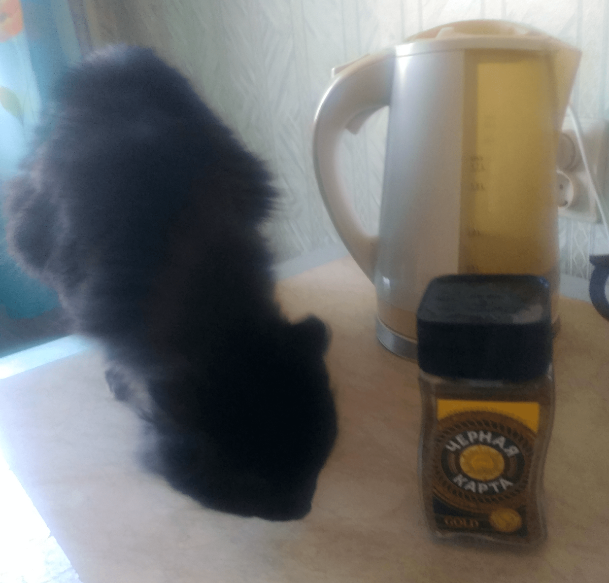 Взрослый шестилетний Барсик залез на стол. Видимо, захотел попить кофе. Фото автора (2022 г.)