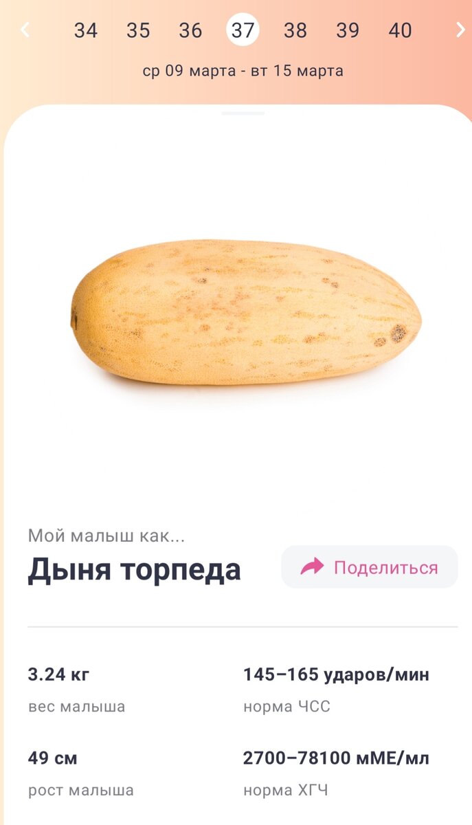 Дыня торпеда - весело ) Интересно что будет на 38 неделек