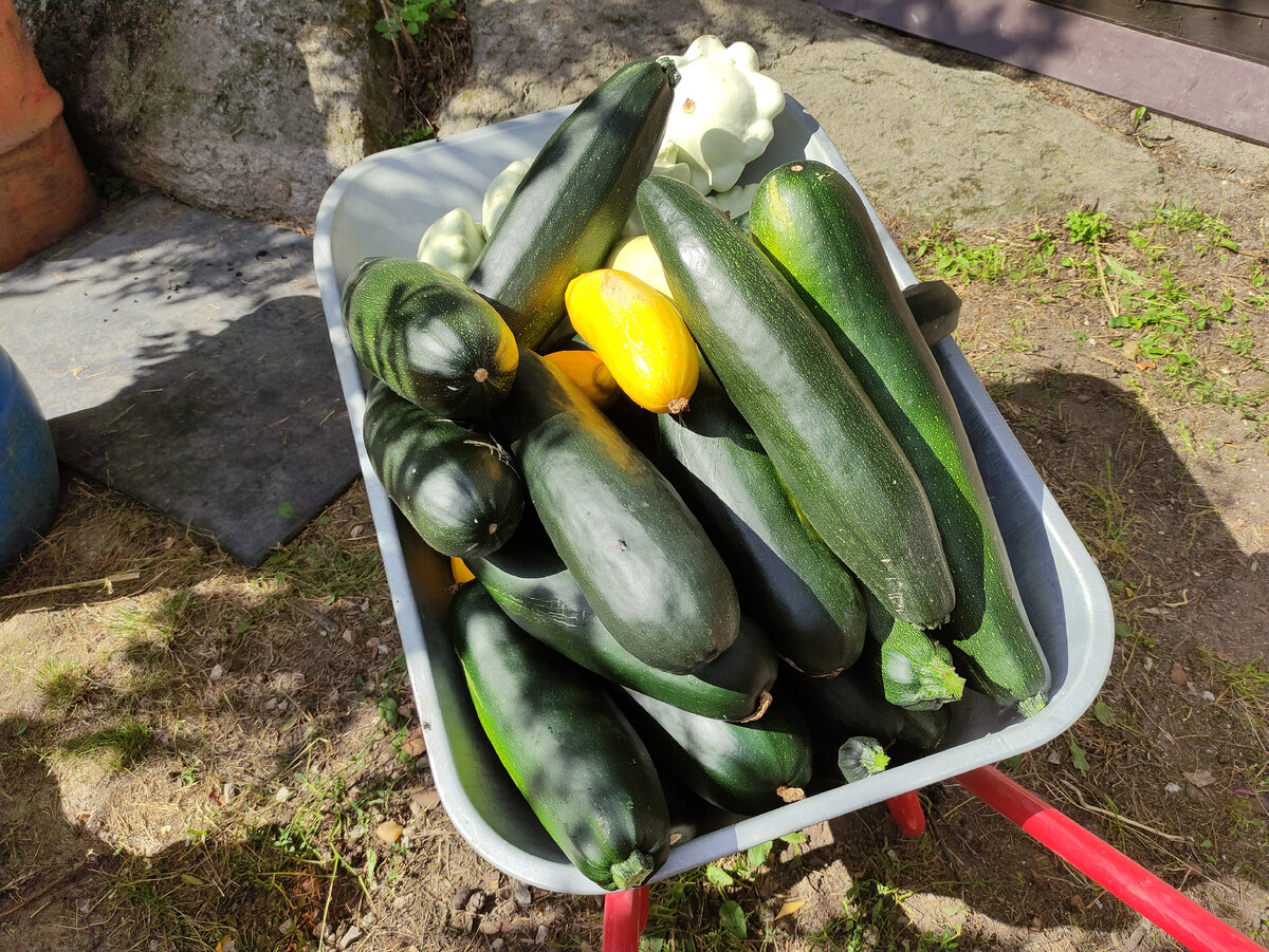 У нас все любят кабачки