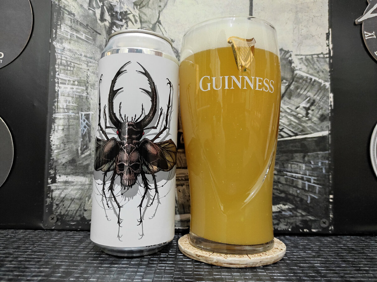 Lucanus Cerrvus в бокале Guinness