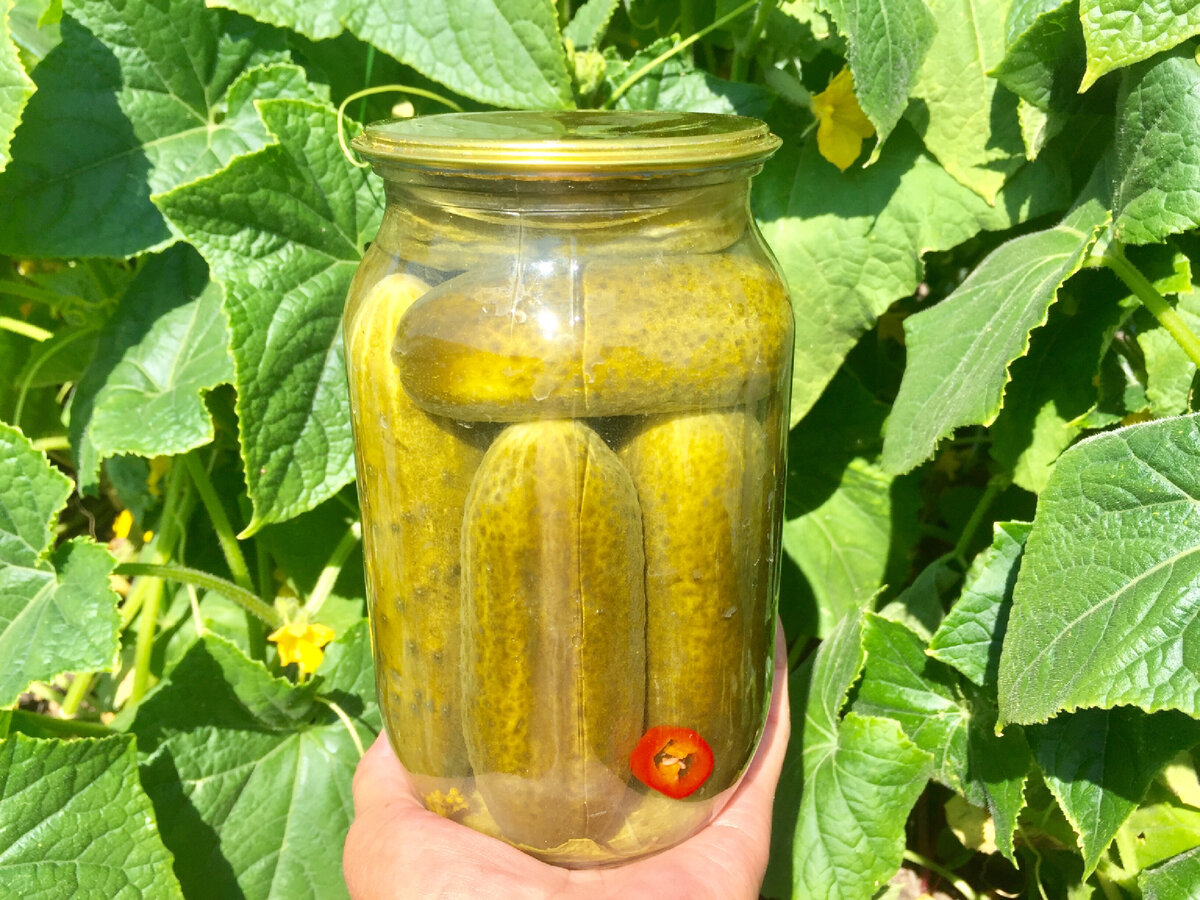 Маринованные огурцы