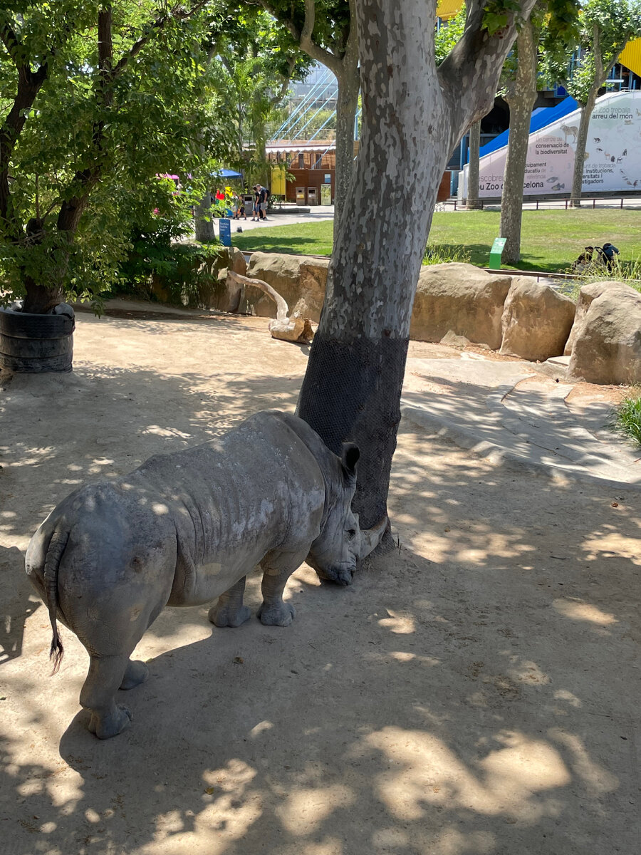 Носорог в этот раз позировал с удовольствием. Zoo Barcelona 2022. 