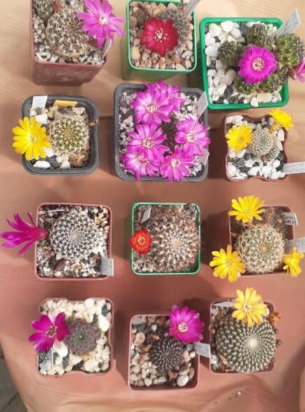 Ребуции в мае.