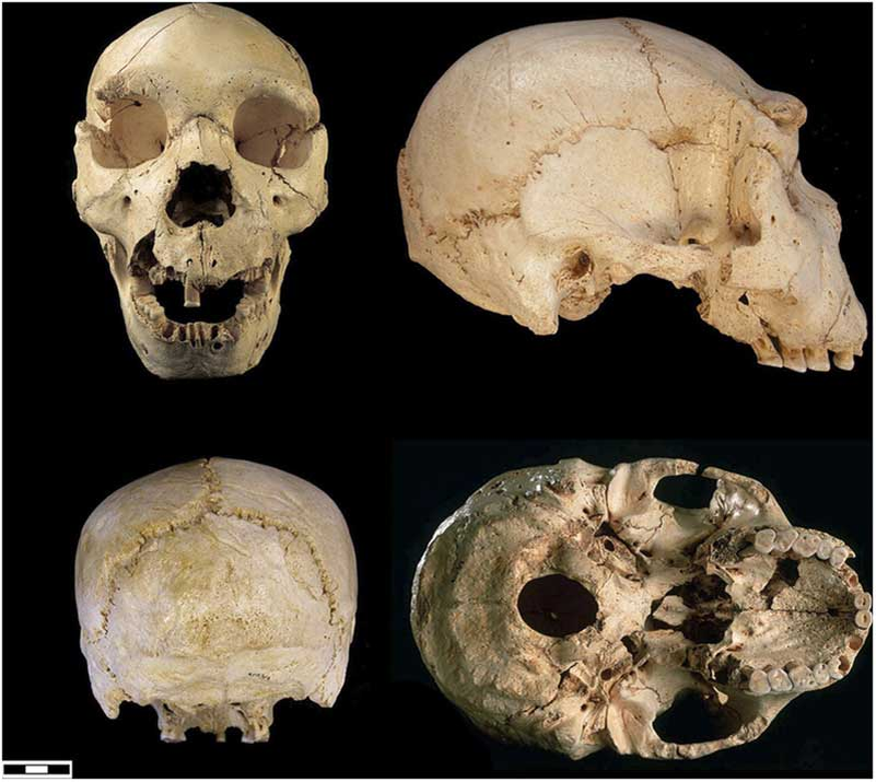 Череп Sima de los Huesos Cranium 5. Источник: Juan Luis Arsuaga. Terrestrial apes and phylogenetic trees. PNAS May 11, 2010 vol. 107.