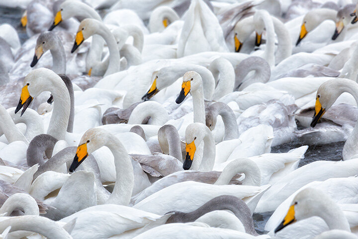 Лебеди-кликуны. Озеро Светлое, Алтай