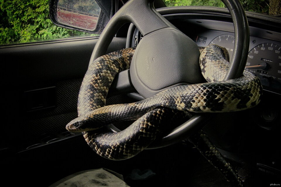 Змеи обитают на нашей планете практически везде. Исключение составляют: Антарктика, Новая Зеландия, Исландия и Ирландия