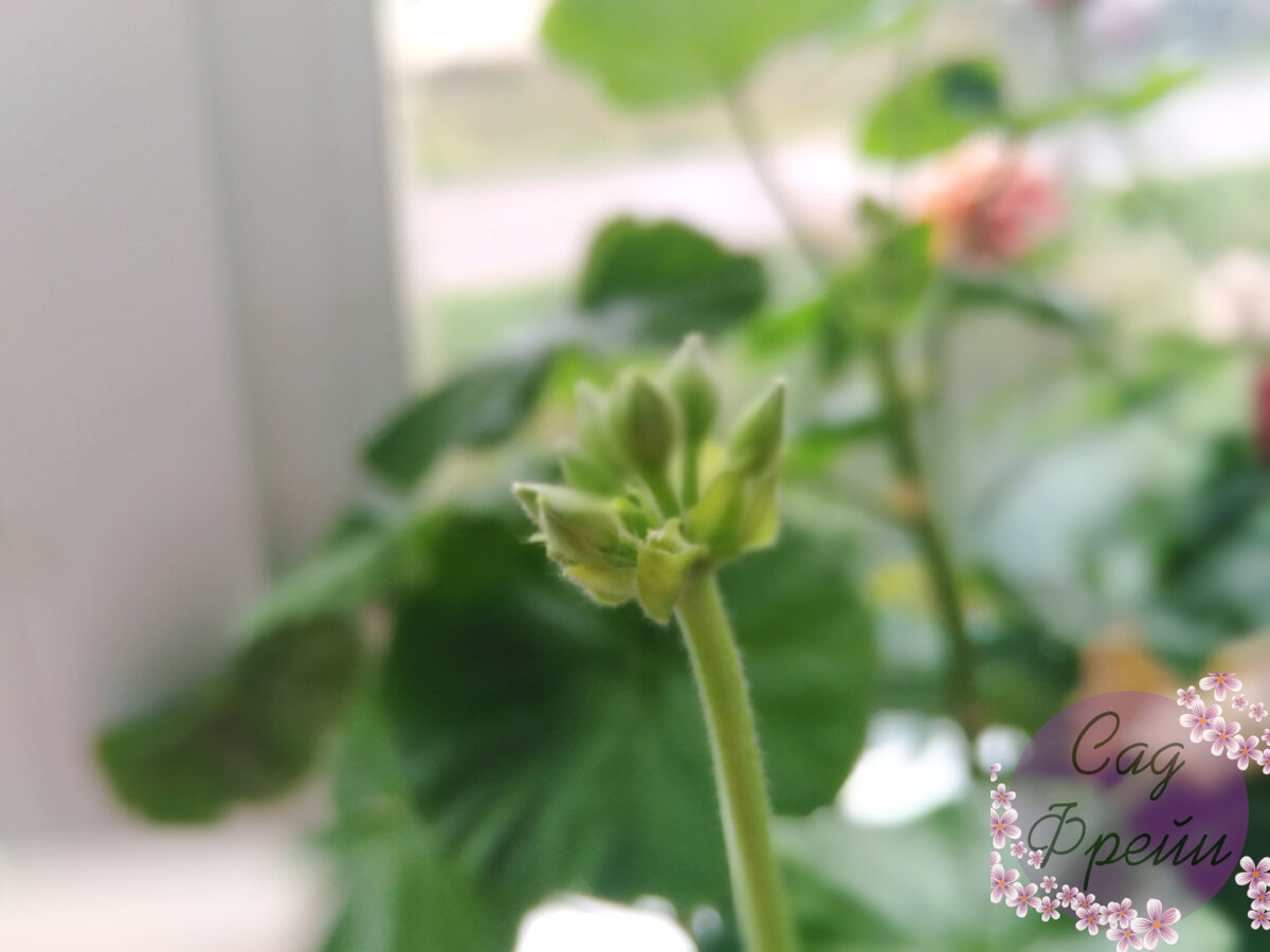 То самое, первое цветение я, кстати, так и не увидела. 'Appleblossom Rosebud', как бы в насмешку надо мной, распустилась, когда я была в отпуске