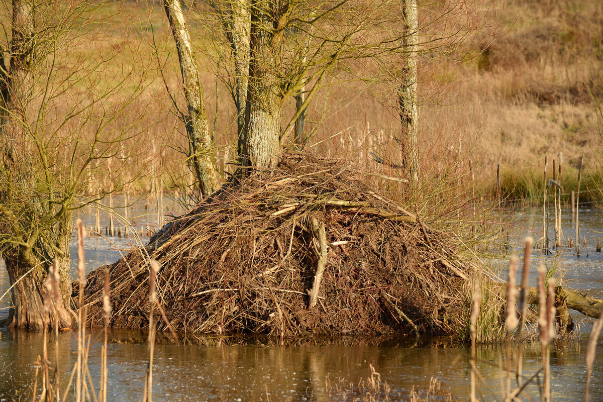 бобровая хатка фото внутри. затопила бобровую хатку. плотина бобра. затопила бобровую хатку. бобры затапливают лес.