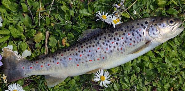 Изображение взято из открытого источника сети Интернет 