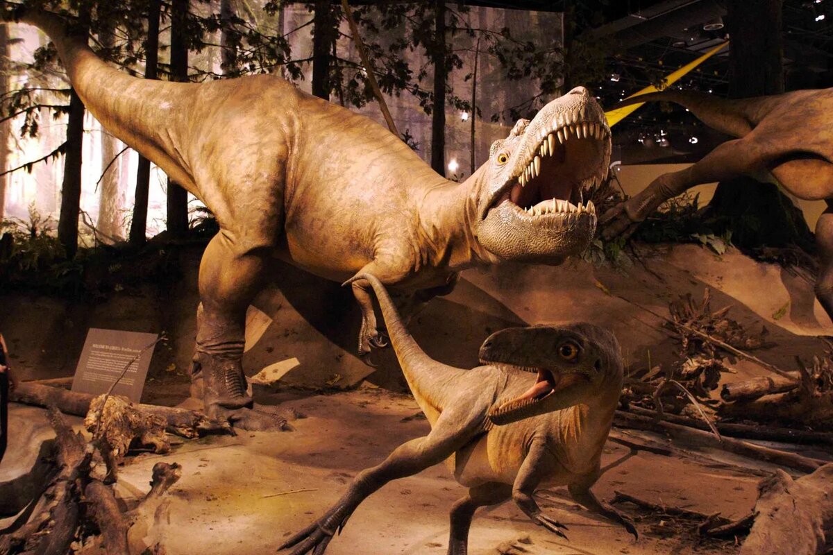 Дасплетозавр и Альбертозавр
