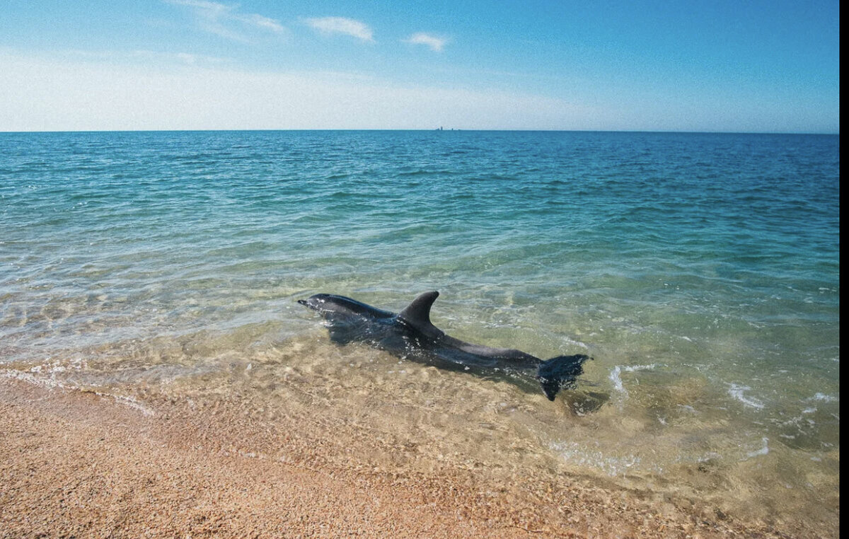 Все что водится в черном море