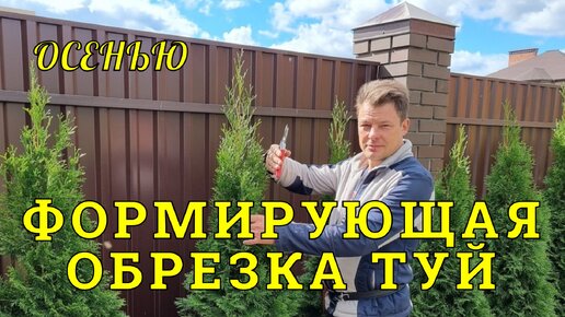 туёвый забор, осенний уход за туями - главное чтобы лидер был один!