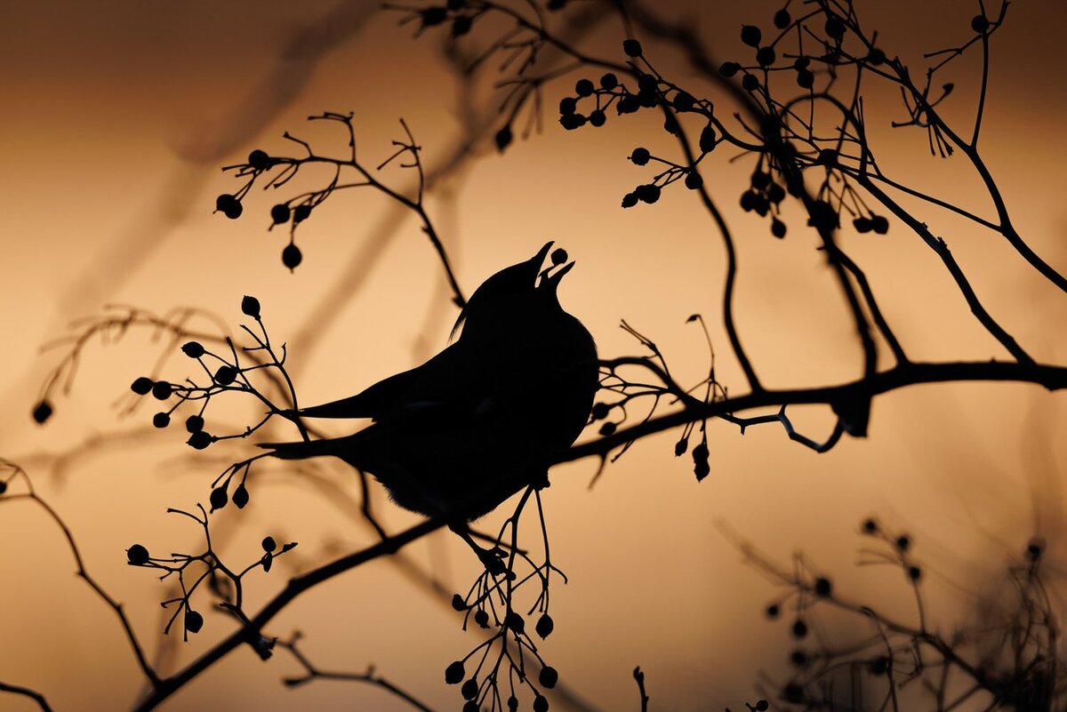 Waxwing Silhouette' �� Simon d'Entremont