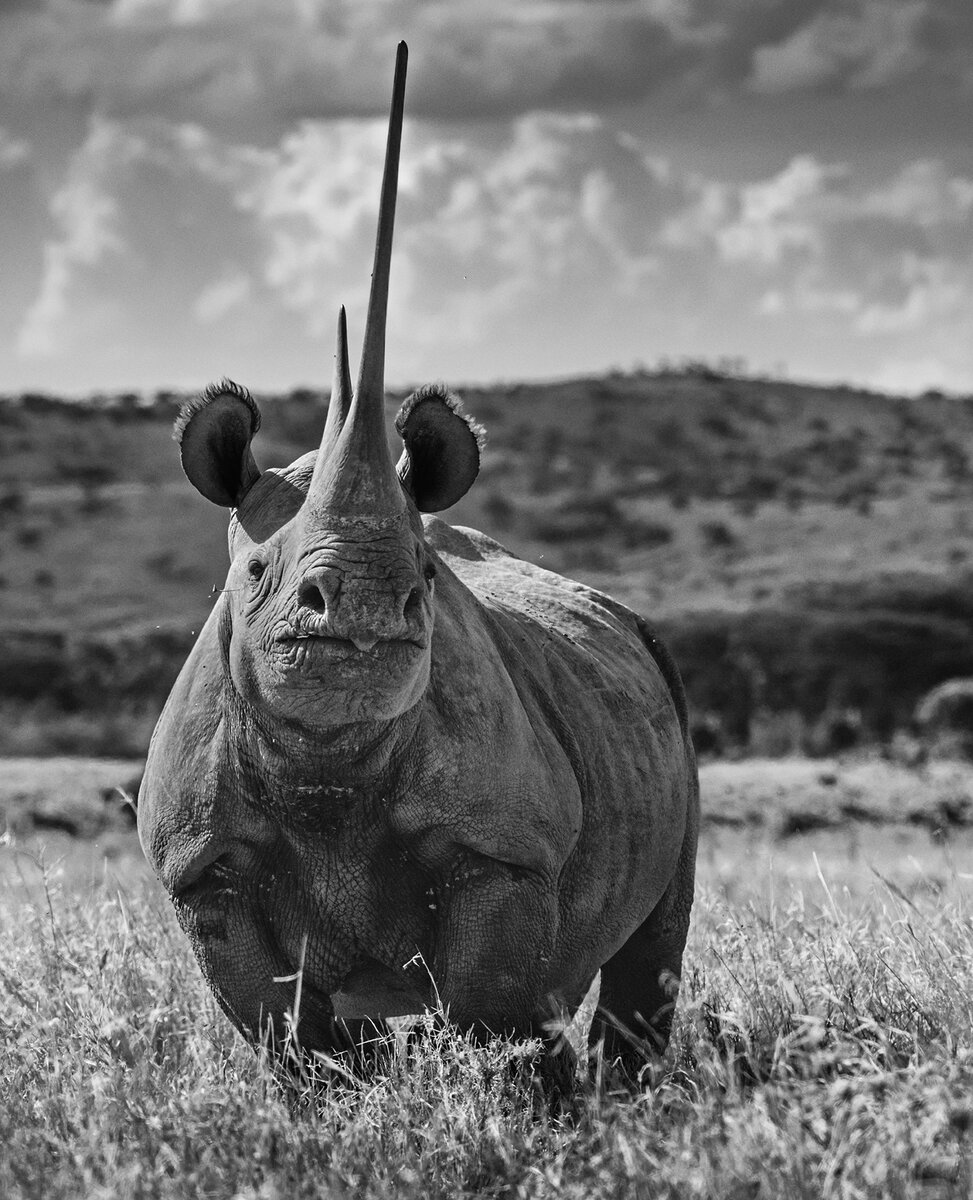  David Yarrow Photography /    / * 1966  (      )