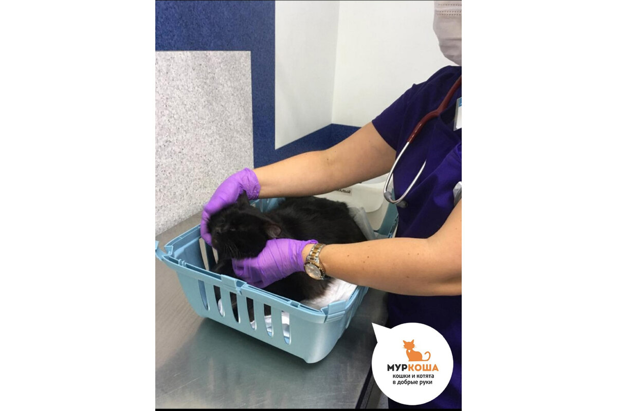 Ньютон на лечении.