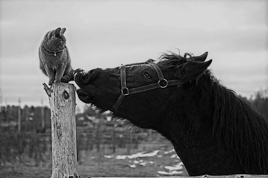 Изображение из сети интернет