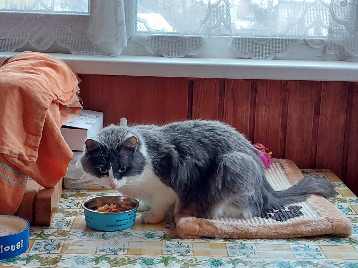 Питание кошки с лейкозом