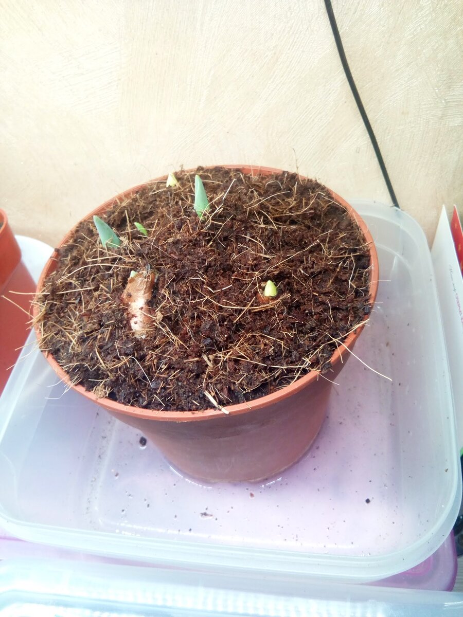 Тюльпаны с выгонки, поставлены в декабре 2022, выставлены в феврале 2023 