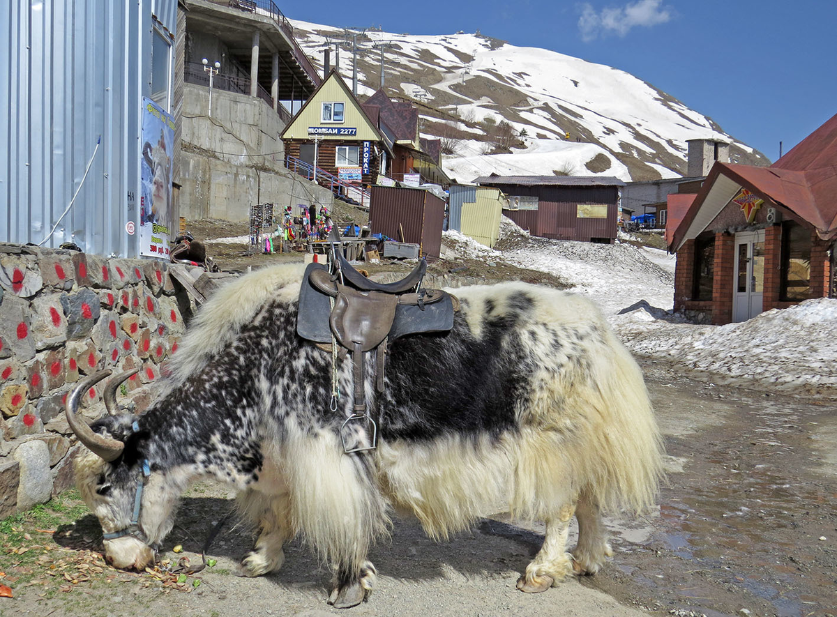 Домбай карачаевская