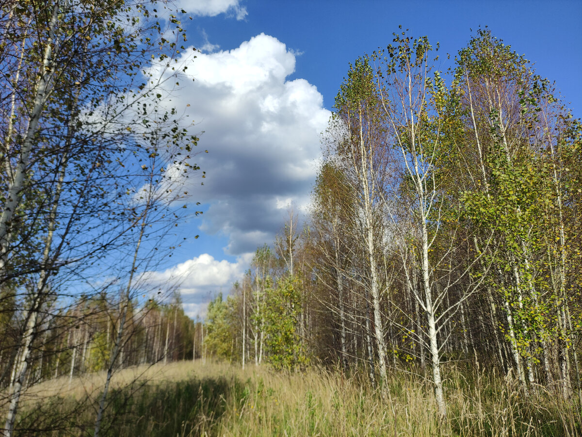 Осины и берёзы