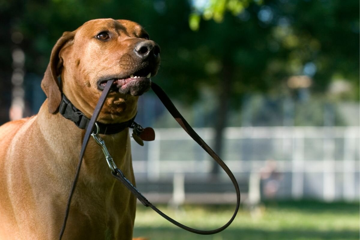 Собака держит в зубах поводок 