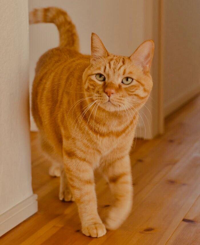 Один из главных признаков: котик долго может смотреть в одну точку