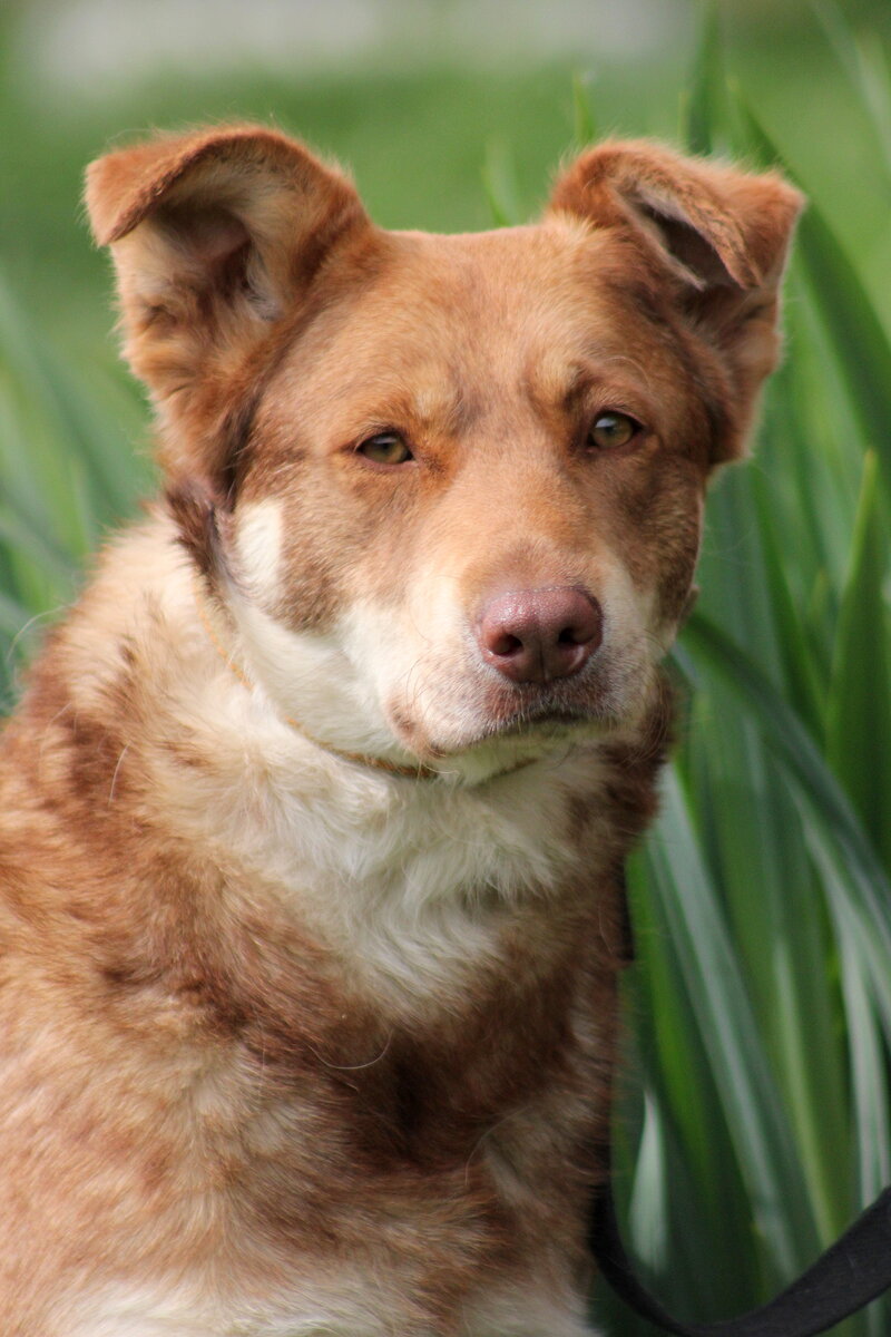 Приют Солнцево. Джуди и ее красивые глаза