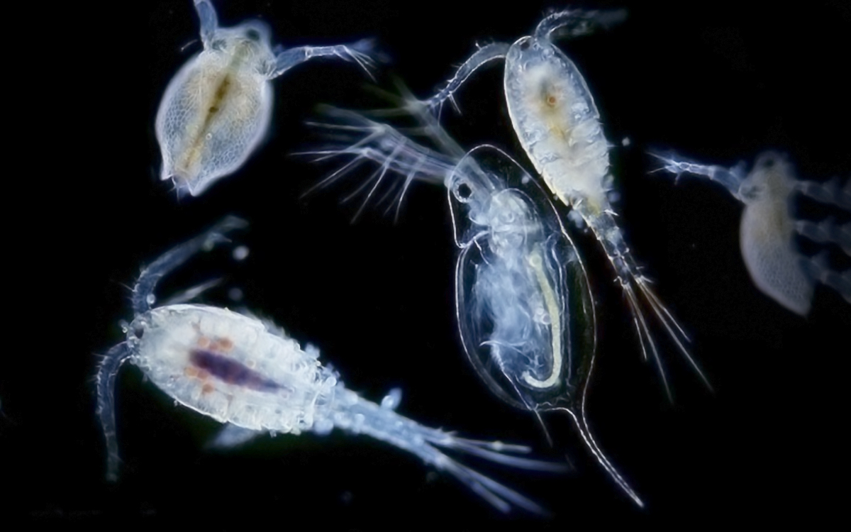 Зоопланктон дафния. Дафния ракообразные. Фитопланктон нанопланктон зоопланктон. Зоопланктон веслоногие.