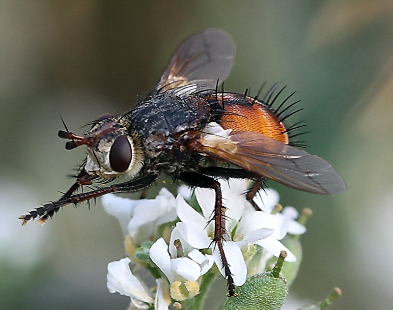 Деревенская муха. Тахины Ежемухи Tachinidae. Муха тахина. Ежемуха черноусая. Двукрылые тахины.