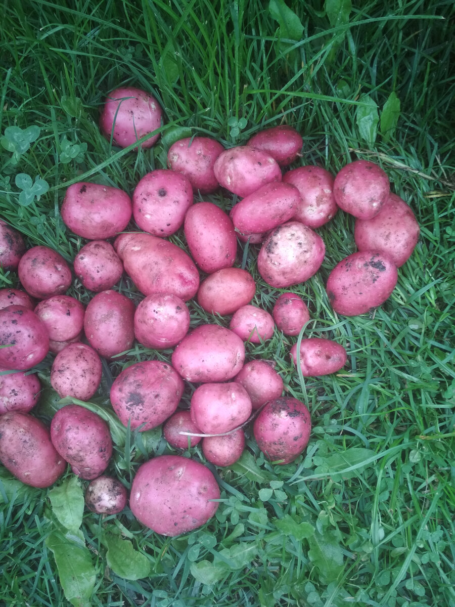 Сорт картофеля Красноноска