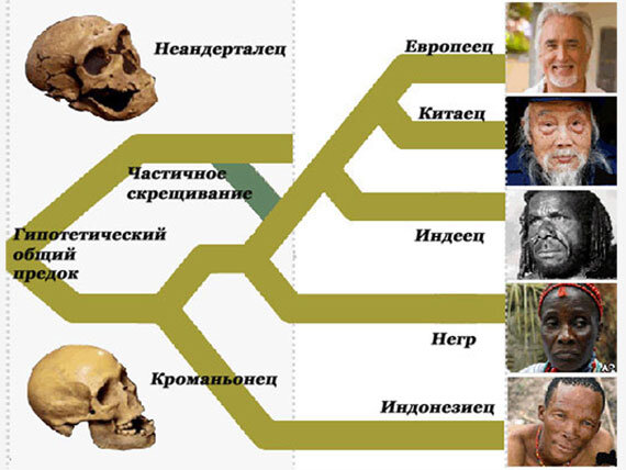 У родившихся севернее Сахары, присутствует геном неандертальца. Открытый источник. Интернет