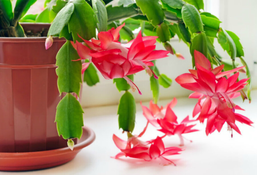 Источник изображения https://blog.postel-deluxe.ru/spetsdekor/novyj-god/komnatnye-rasteniya-kotorye-tsvetut-na-novyj-god-rozhdestvo/