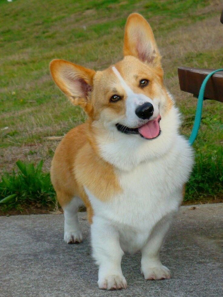 Что нужно знать о Корги?