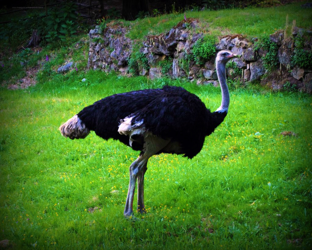 Большая и величественная птица