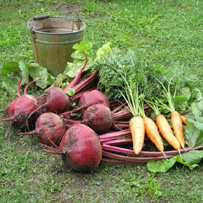 https://orchardo.ru/wp-content/uploads/2013/06/kogda-kopat-sveklu-i-morkov.jpeg
