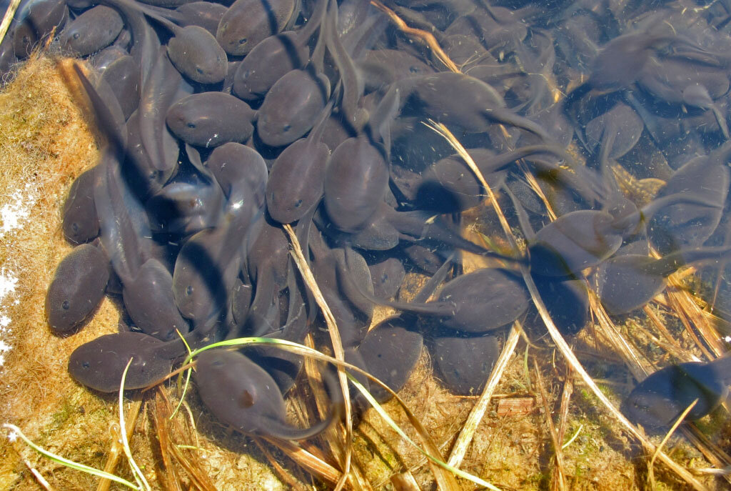 Водоросли головастики