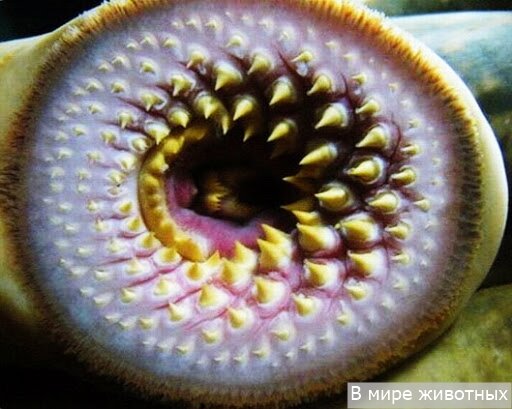 пасть миноги, одним словом - мясорубка