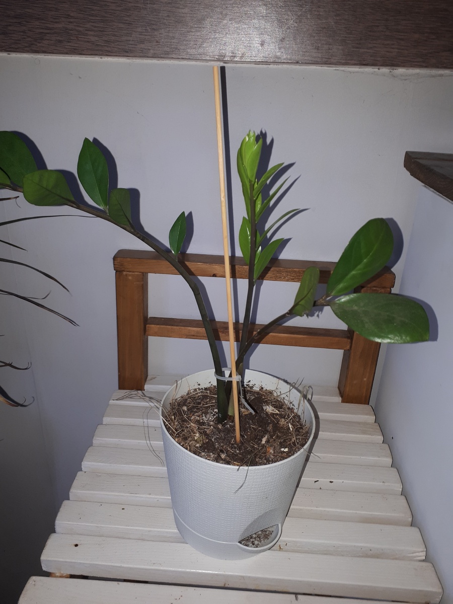 Замиокулькас 2 мес