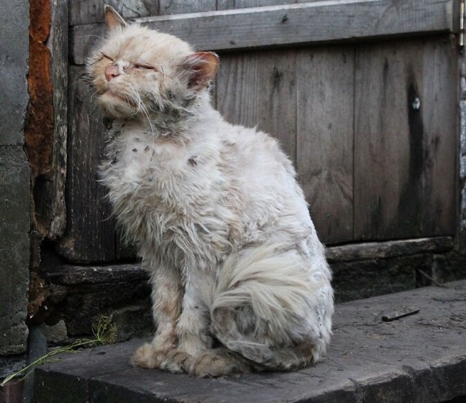 Такого привезли на передержку
