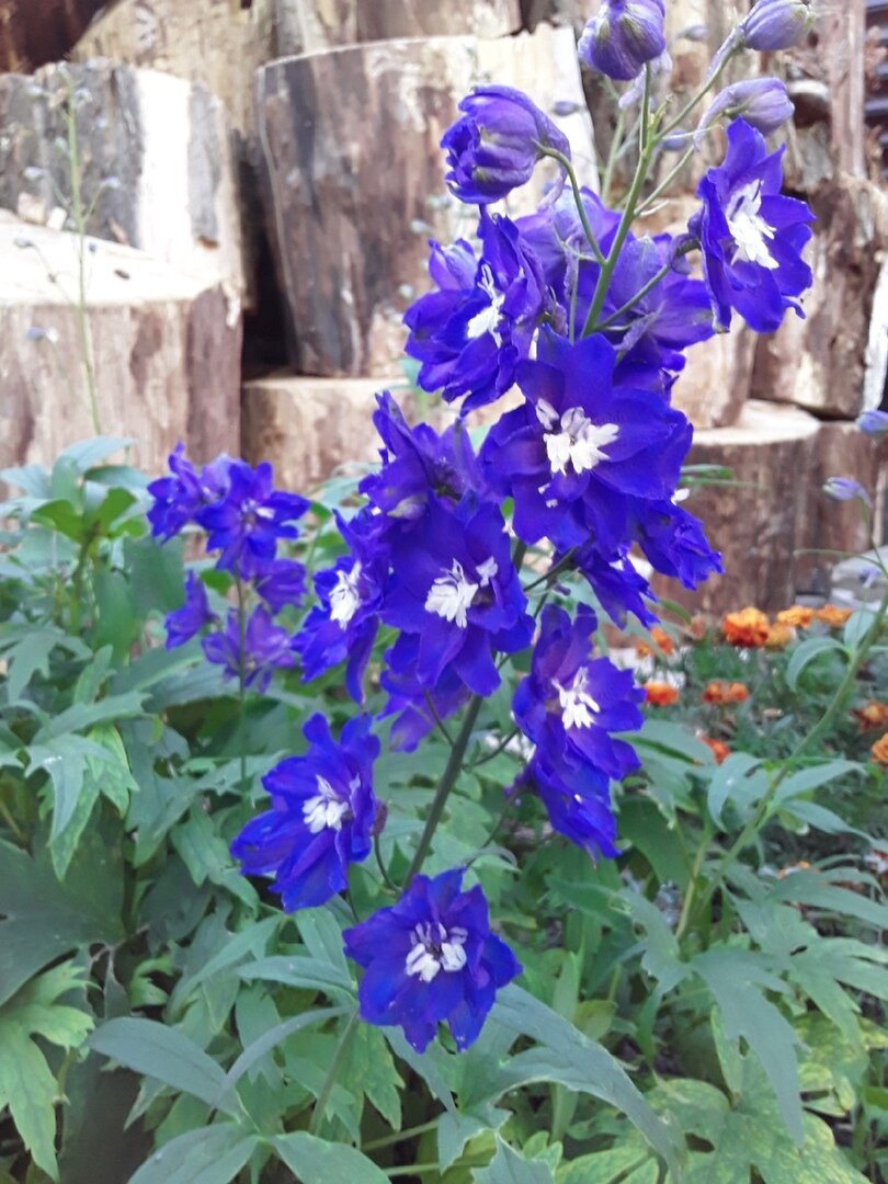 Колода и дельфиниум