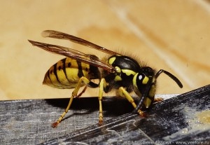 Специалисты дезстанции “Единой Городской Службы Дезинфекции” имеют огромный опыт в проведении мероприятий по уничтожению ос! Самостоятельно решать такую проблему крайне опасно, в результате необдуманных и неосторожных действий могут пострадать ваши близкие и соседи. Доверьте уничтожение ос профессионалам, которые избавят вас от нежелательного соседства в самые сжатые сроки, при этом не создав каких либо проблем не вам, не окружающим вас людям.