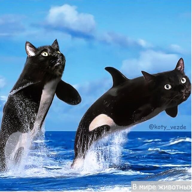 Источник: инстаграм аккаунт @koty_vezde