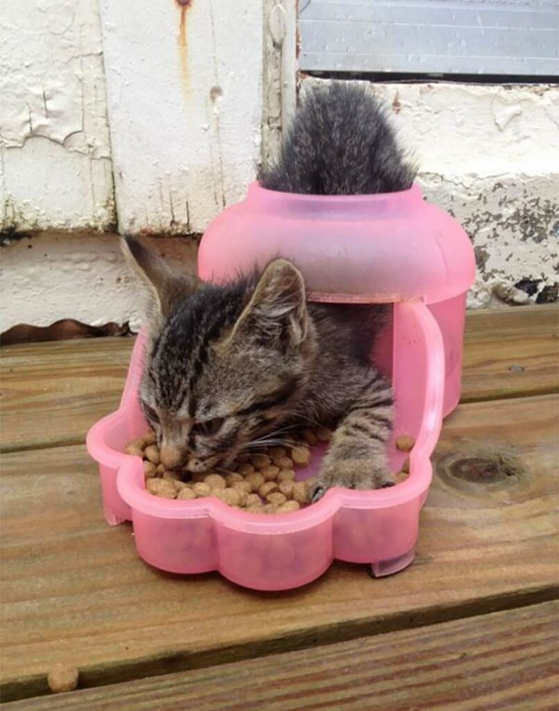 кошачья логика