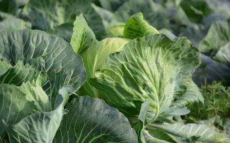 Зреет капуста